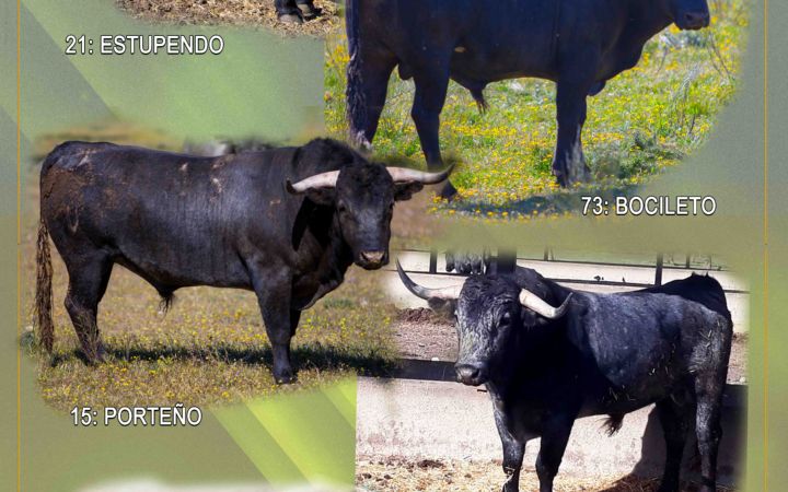 cartel con toros 2019