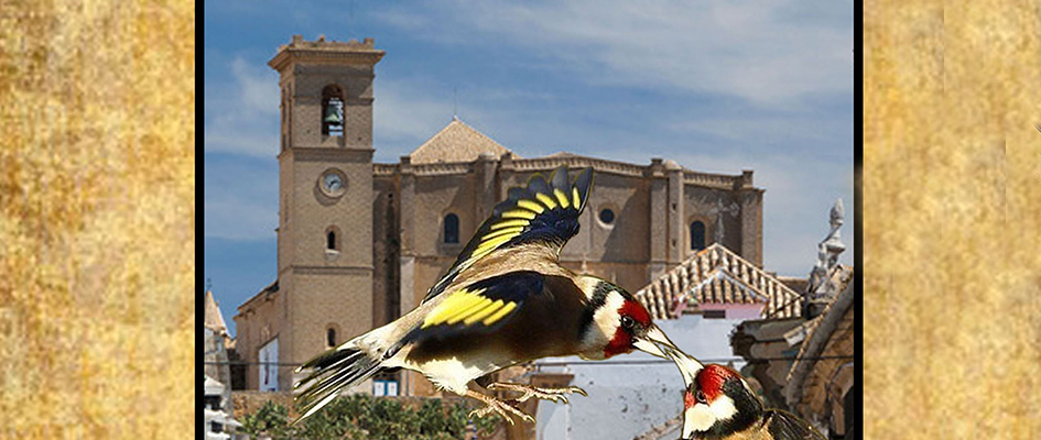 exposicion ornitológica web