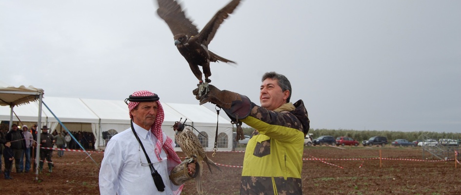 CETRERÍA VUELO HONOR